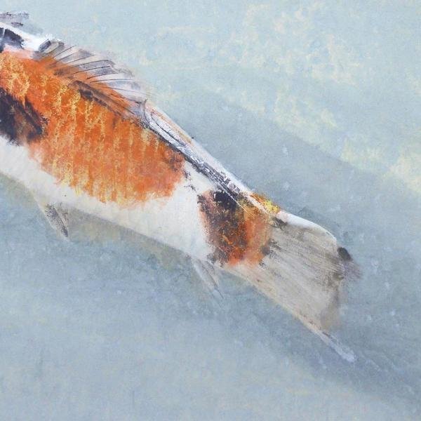 真作】【WISH】梶喜一「鯉」日本画 8号 金落款 金箔仕様 共シール 游鯉
