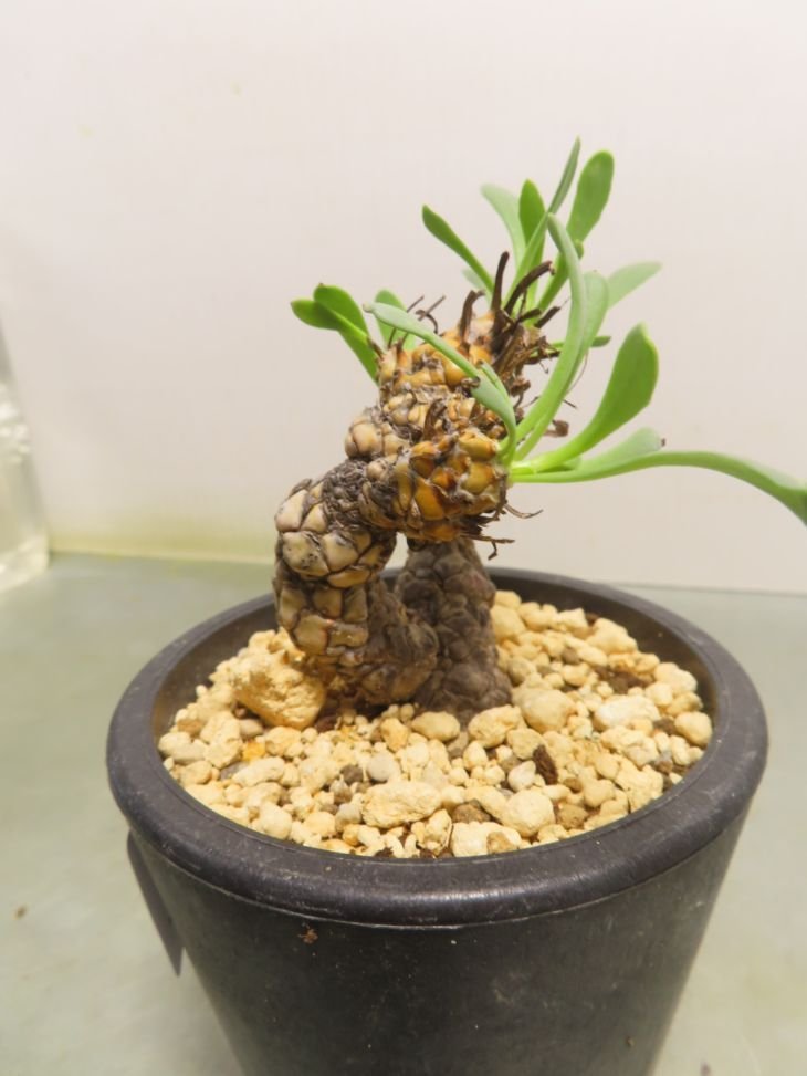 オトンナ レピドカウリス 発根済 【公式通販】