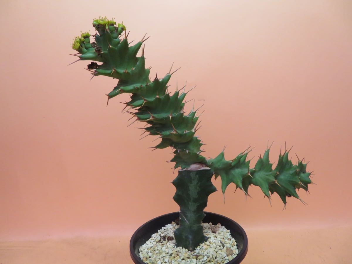 ユーフォルビアフスカ 現地株 発根済み