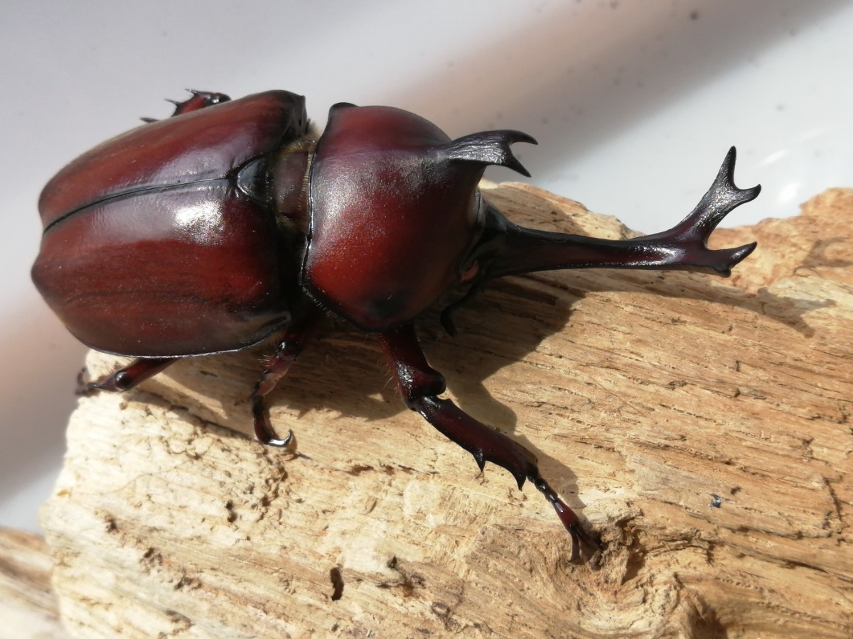 大型 国産カブトムシ カブトムシ 国産カブトムシ☆阿古谷RR（レッド