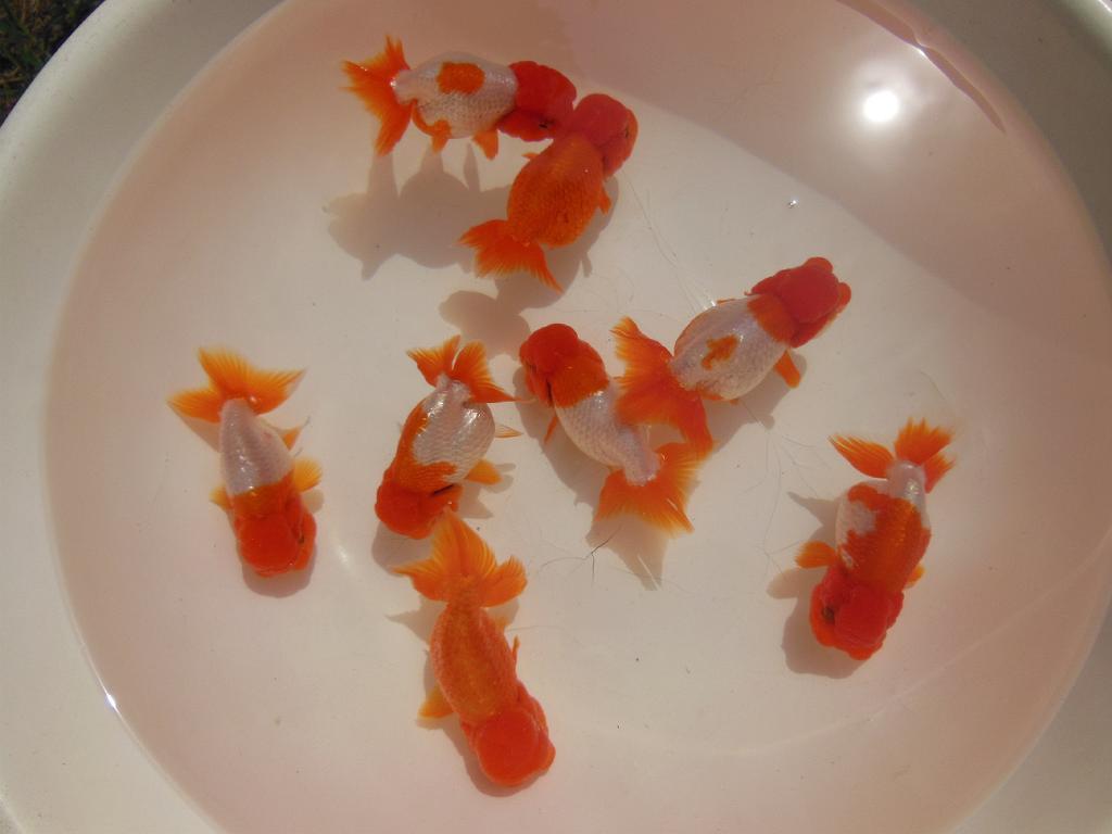 ◆◇《宇野系らんちゅう 限定 厳選黒仔 10匹＋αセット》◇◆2センチ前後№1