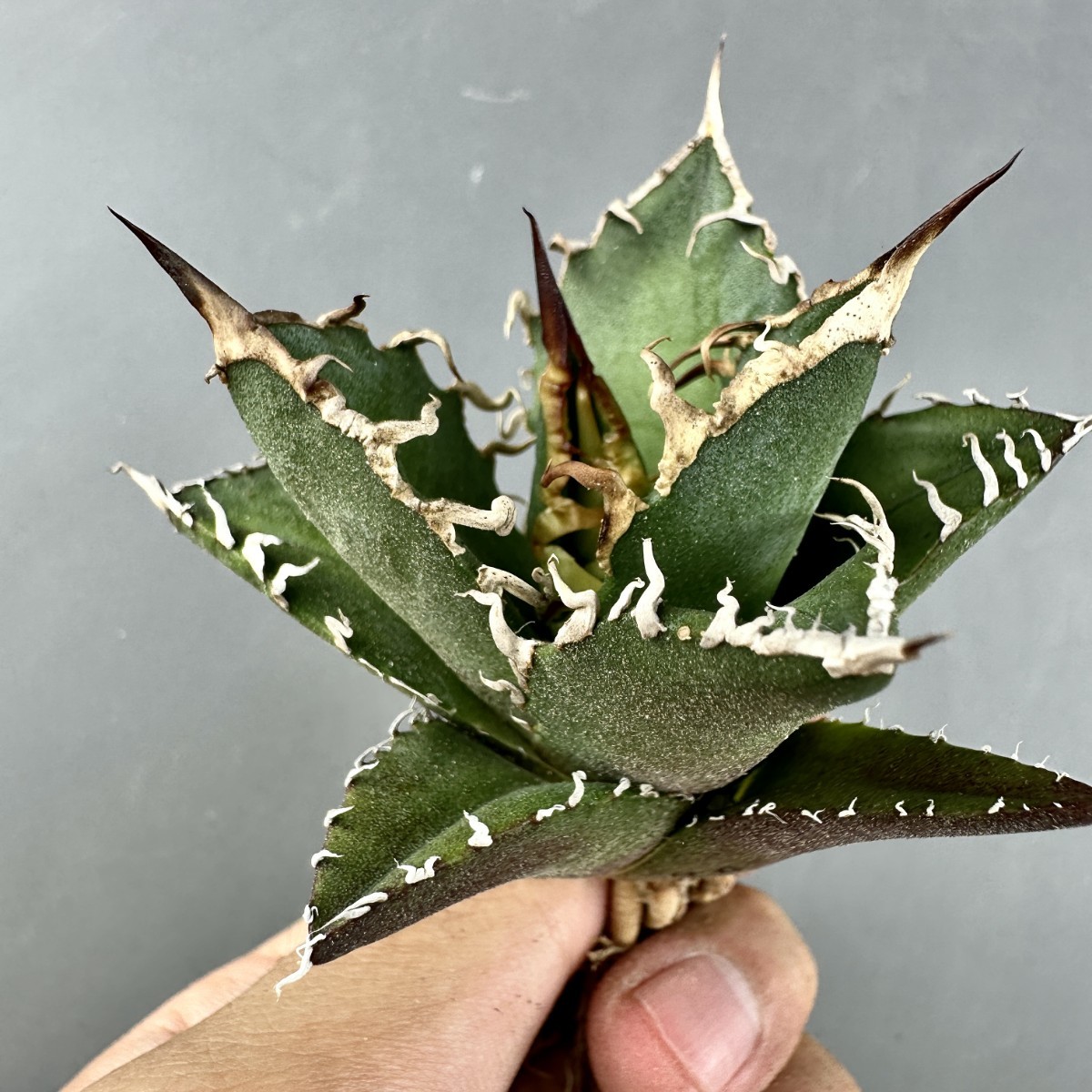 アガベ チタノタ シーザー 美株 大株 タグ付き ボール形【28