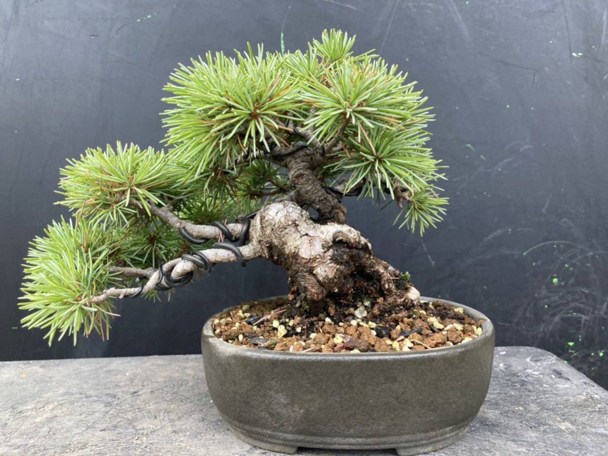 五葉松 - 宮島 - 小品盆栽（将来性抜群 素材） いよじ園 宮島五葉松 中
