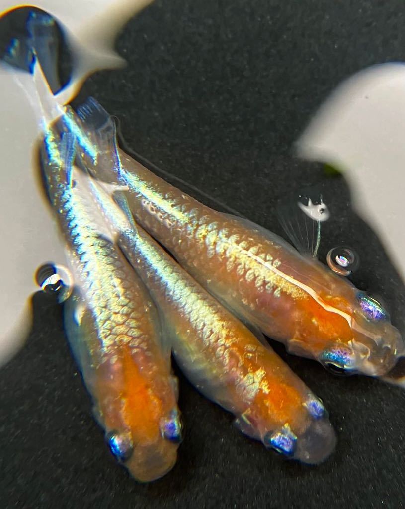 【尚メダカ】現物出品《西郷めだか様直系》極上〔ダイアナ妃〕1ペア＋雌1　親種西郷めだか様から購入　④