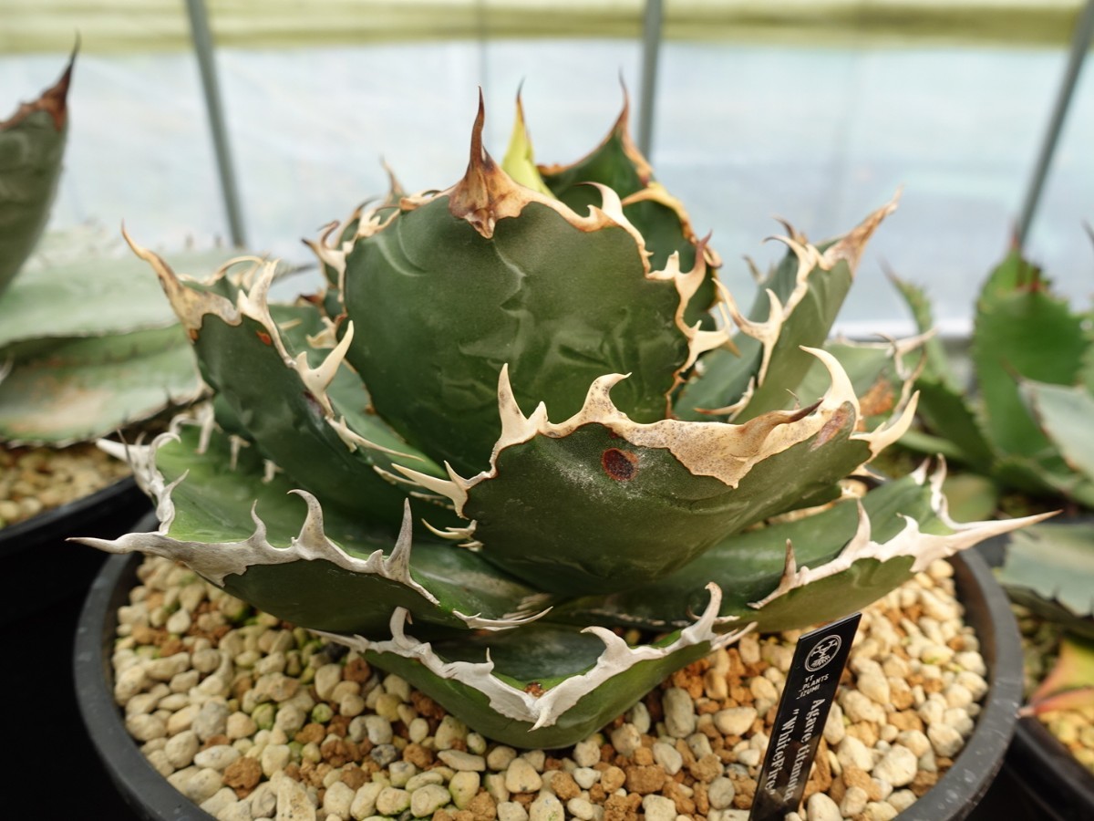 アガベ チタノタ 白鯨 特選 胴切り株 発根済み ①