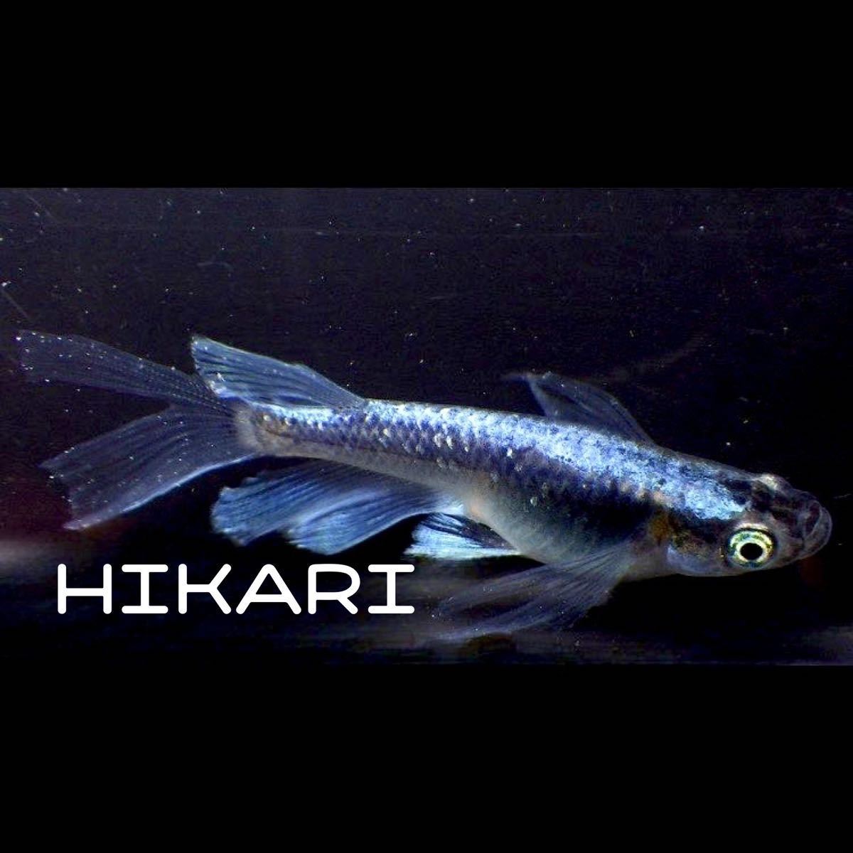 HIKARIめだか［ラムネブルー］メダカの卵10個+補償分(めだか)｜売買