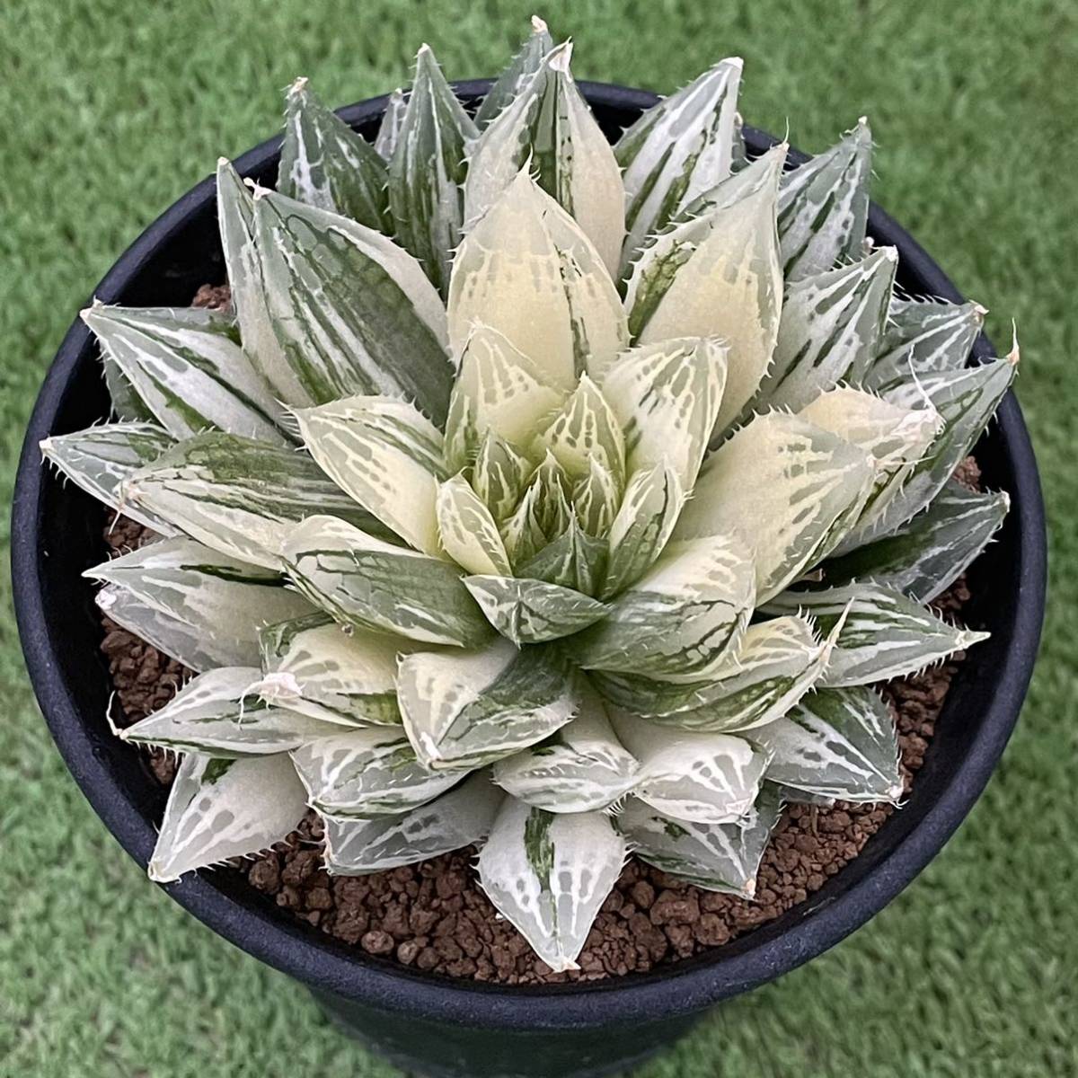 （≧∇≦）多肉植物 ハオルチア　　ボルシー交配種　極上斑　サイズは約9cmです。