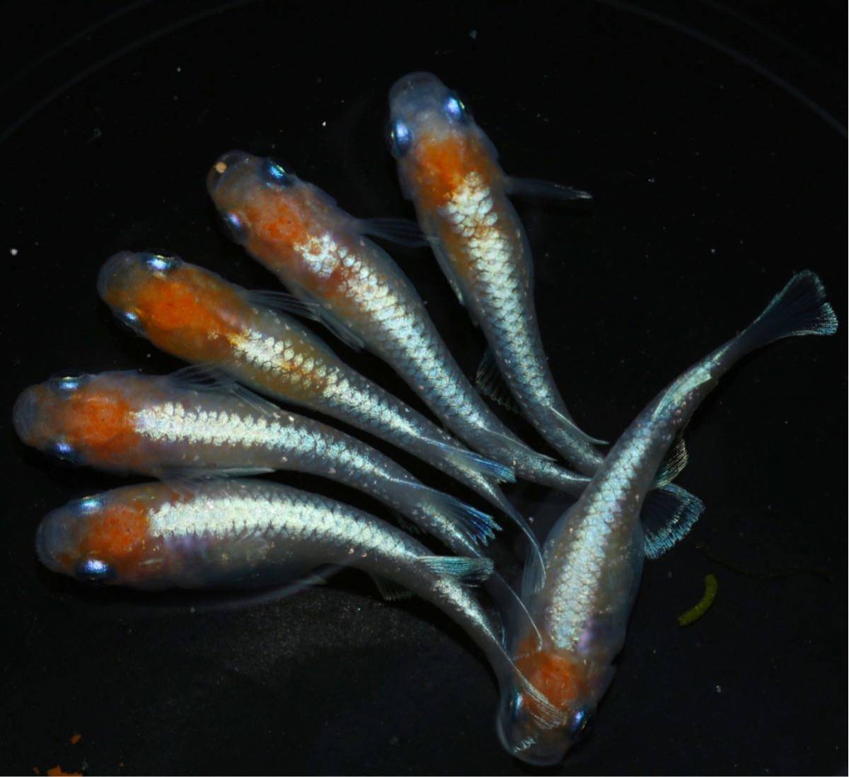 【直めだか沖縄】即戦力！！アマテラス　雄2雌4 No2検索　　レッドクリフ紅白　ミッドナイトフリル　めだか