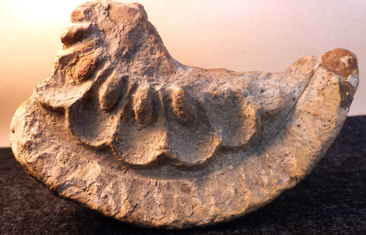 仏教美術 複弁蓮華紋軒丸瓦 高麗寺出土 白鳳時代 古瓦 瓦 鐙瓦 鋸歯文 高句麗 d'oublier: 忘れへんうちに Avant