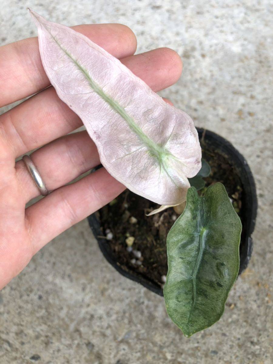 極美！】アロカシア アマゾニカ ピンク＆ミント 斑入り アロカシア