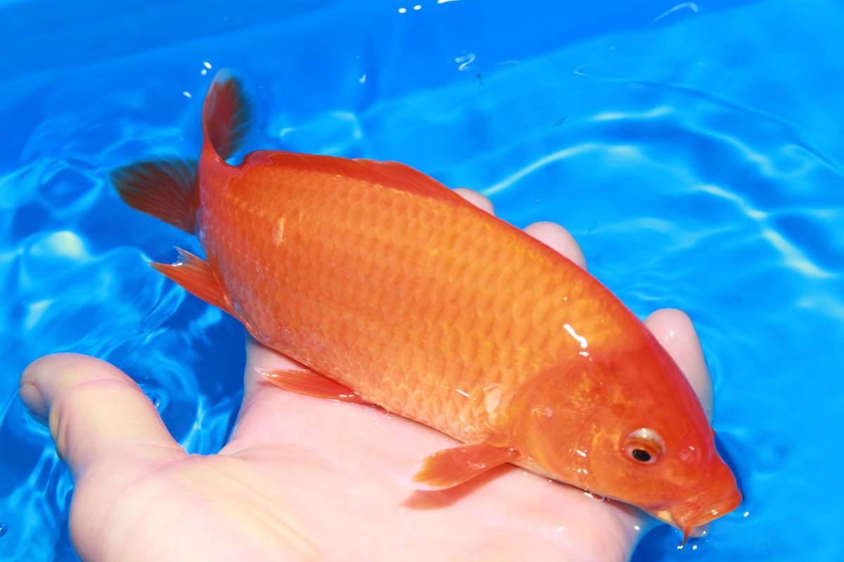 赤無地　極上　◆泳ぐ宝石錦鯉TV◆