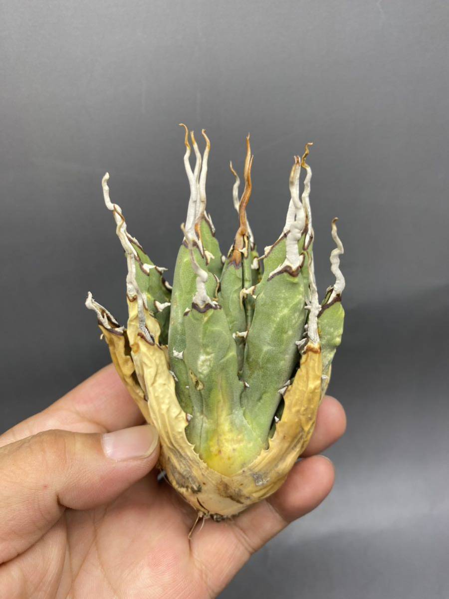 S706-24陽炎蕾形厚肉粗曲棘アガベ ユタエンシス /Agave utahensis 
