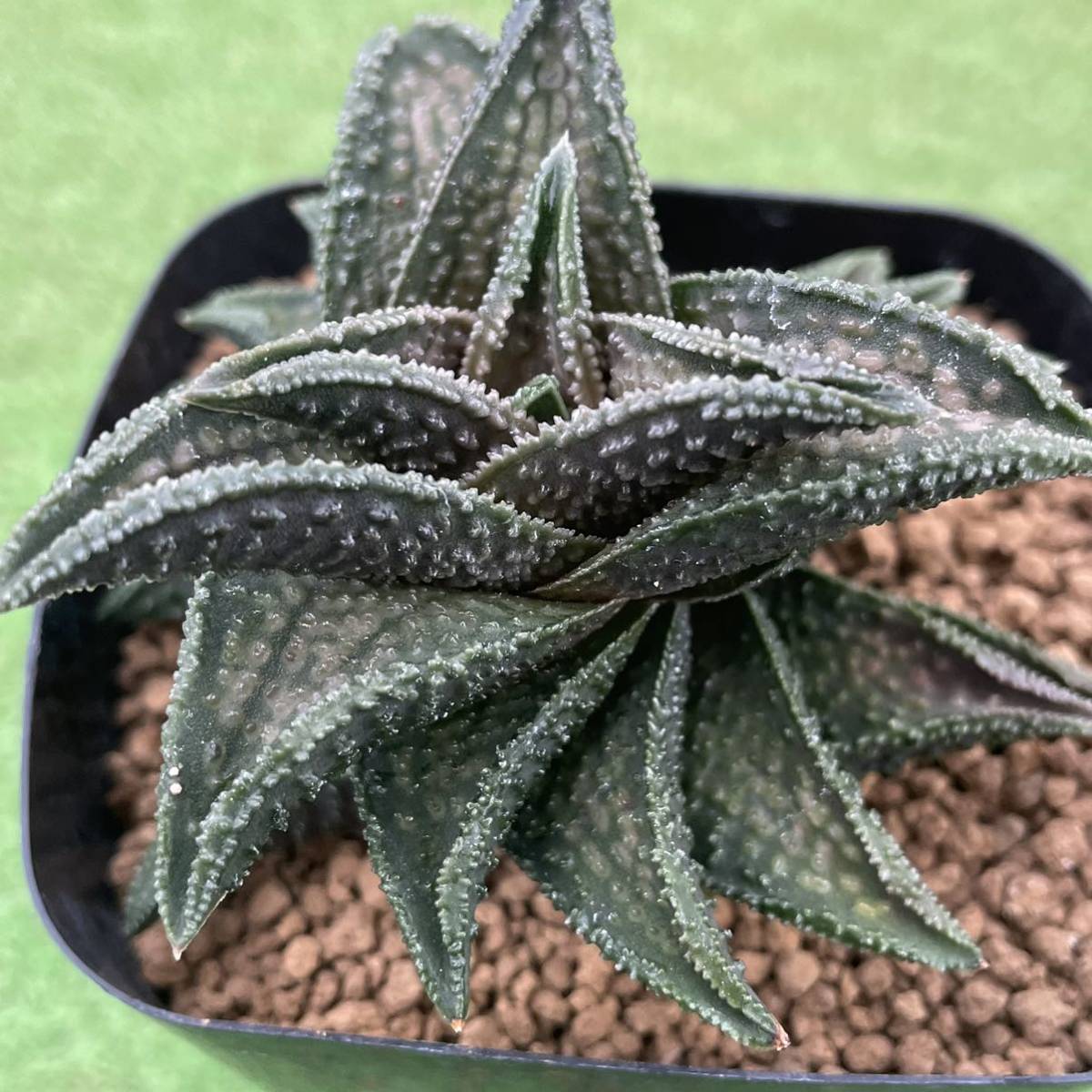 ≧∇≦）多肉植物 ハオルチア 鬼瓦(サボテン)｜売買されたオークション