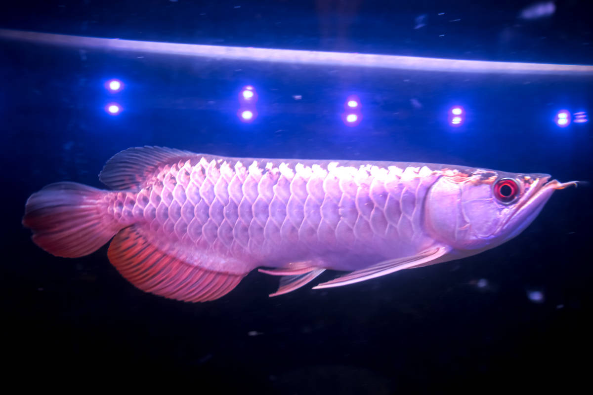 売り切り、本場マレーシア産　極上過背金龍『　ＤＯＳ・ＢＬＵＥ・AROWANA　』　メタルブルータイプ強烈光沢　NO.2464
