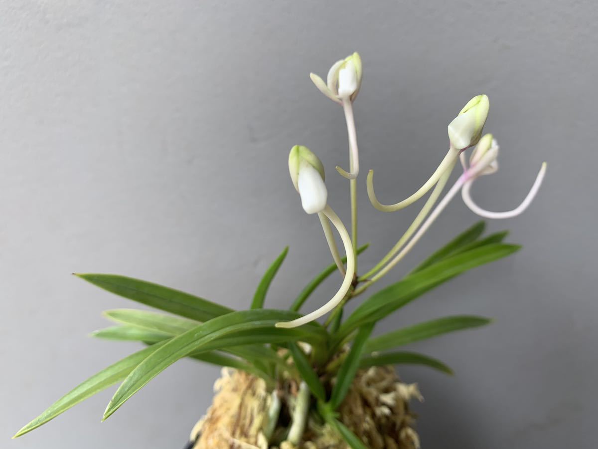 raku】富貴蘭・長生蘭・セッコク『吉香の舞』 東洋蘭、セッコク、長生