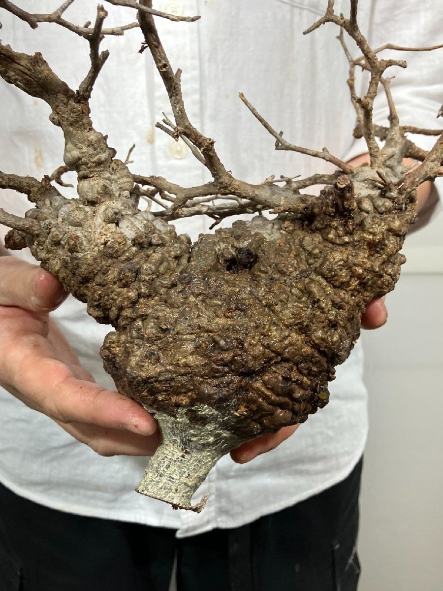 サ7343 「塊根植物」オペルクリカリア パキプス 抜き苗【7/14最新到着・Operculicarya pachypus・マダガスカル・根切画像要確認】