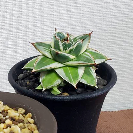 アガベ ピンキー 子株 カキ仔 王妃笹の雪A型 白覆輪 Agave filifera  