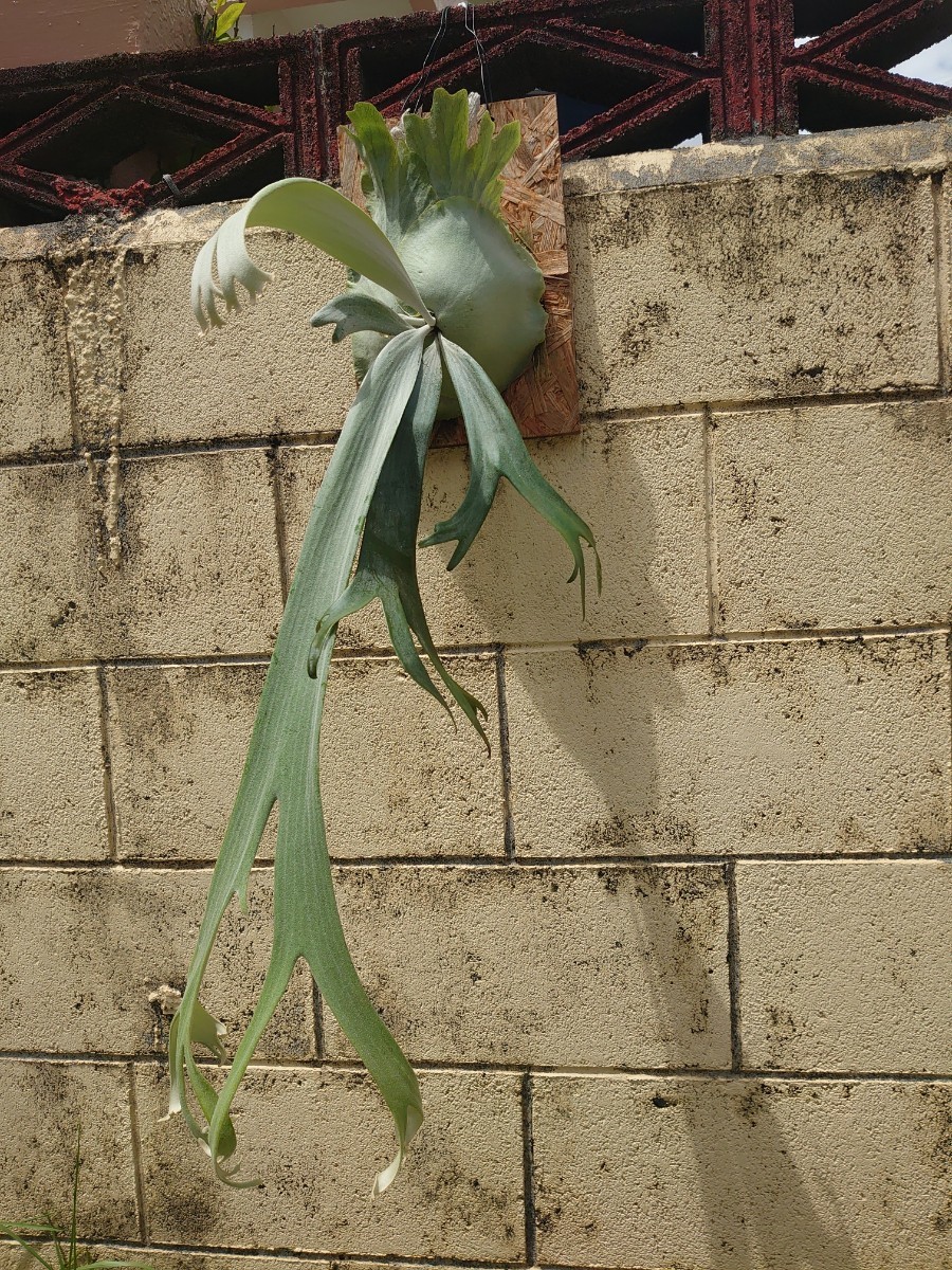 ビカクシダ P. willinckii 白 ウィリンキー 葉先カール コウモリ  