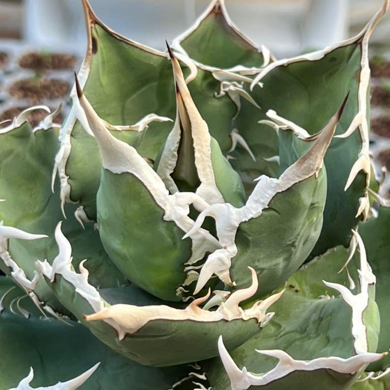 アガベ　チタノタ 純白狂棘タイプ　EU産　子株　agave