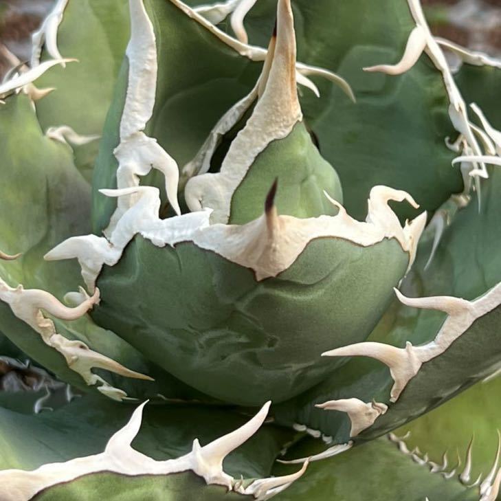アガベ チタノタ 純白狂棘タイプ EU産 子株 agave 【公式通販】