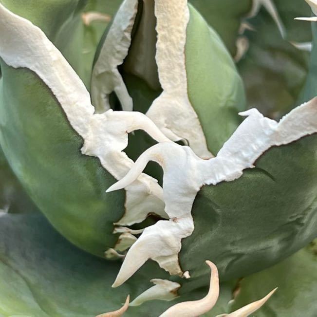 アガベ チタノタ 純白狂棘タイプ EU産 子株 agave 【公式通販】