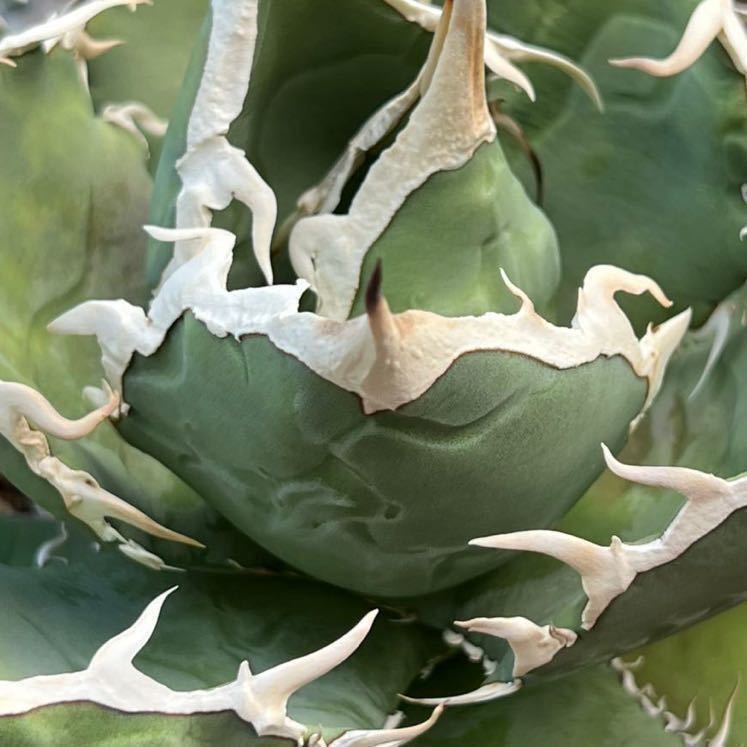 アガベ チタノタ 純白狂棘タイプ EU産 子株 agave 【公式通販】