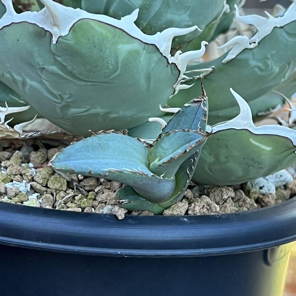 アガベ チタノタ 純白狂棘タイプ EU産 子株 agave 【公式通販】