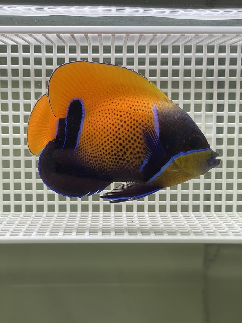 イナズマヤッコ 11-14ｃｍ± （送料無料、条件付き)