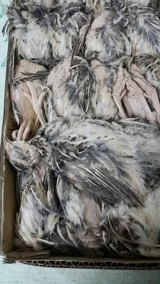 冷凍ウズラ 内臓処理済み(国内産) 1ケース(50匹入) 猛禽、爬虫類等に