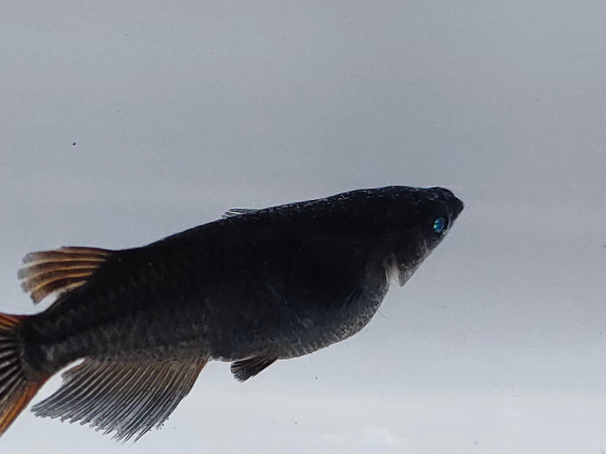 【真めだか】煌めき会gao様血統　黑天幻龍 2ペア　両眼強めブルーアイ　種親候補　現物出品