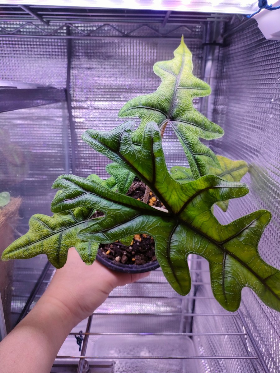 Alocasia Dragon mint NO2 大株 Alocasia Dragon scale mint NO2 大株