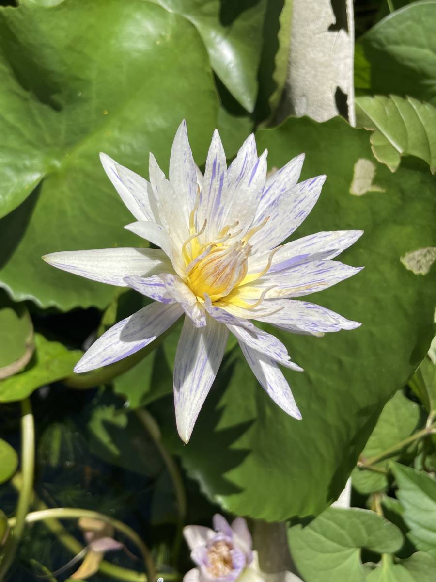 熱帯睡蓮 スワンナ 開花株 ハス スイレン