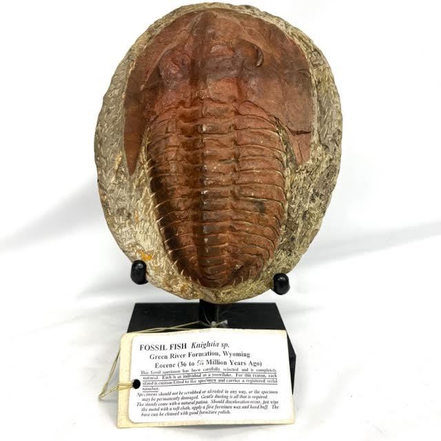 仙10 化石 三葉虫 コレクション アンティーク 科学 自然 横16cm 縦
