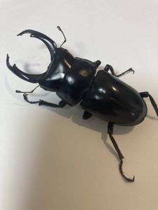 ◇イベントやお祭りに‼️オオクワガタ幼虫100頭◇