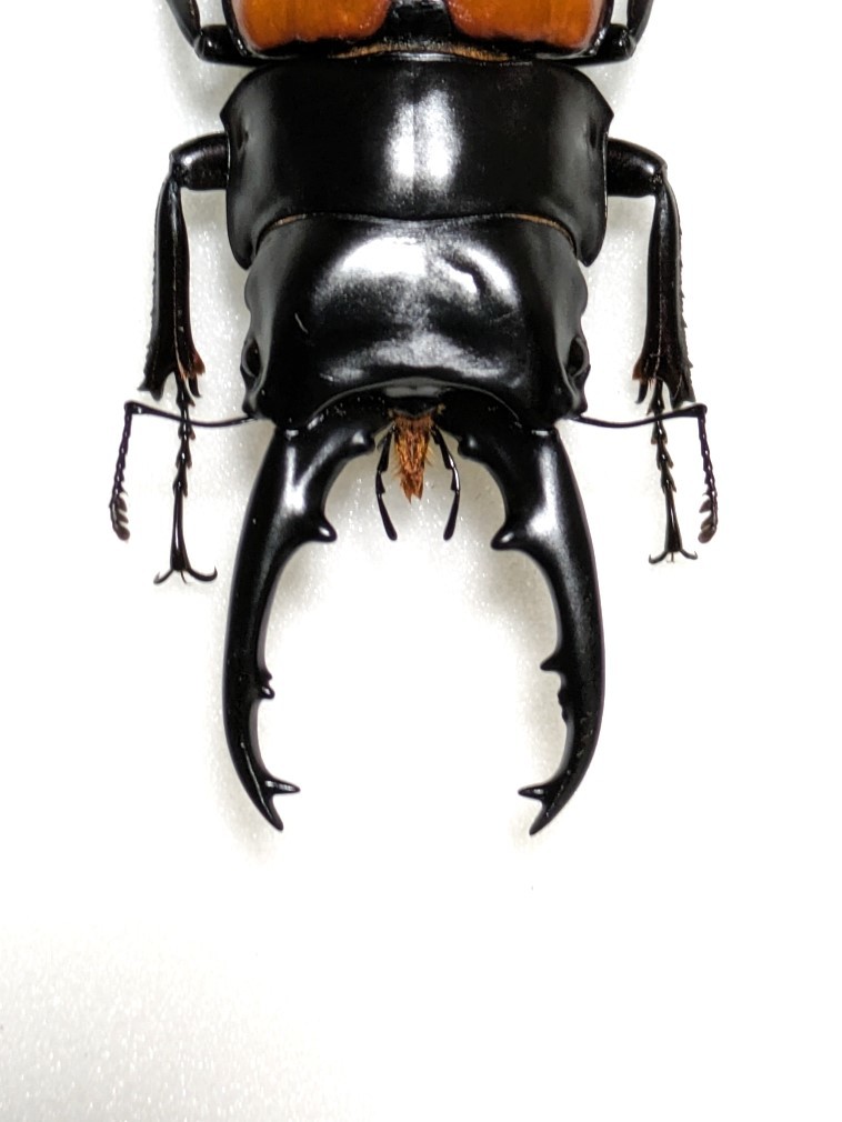 ラフェルトノコギリクワガタ　野外品　標本 標本・展足済】 大型 ラフェルトノコギリクワガタ ♂78mm(虫類