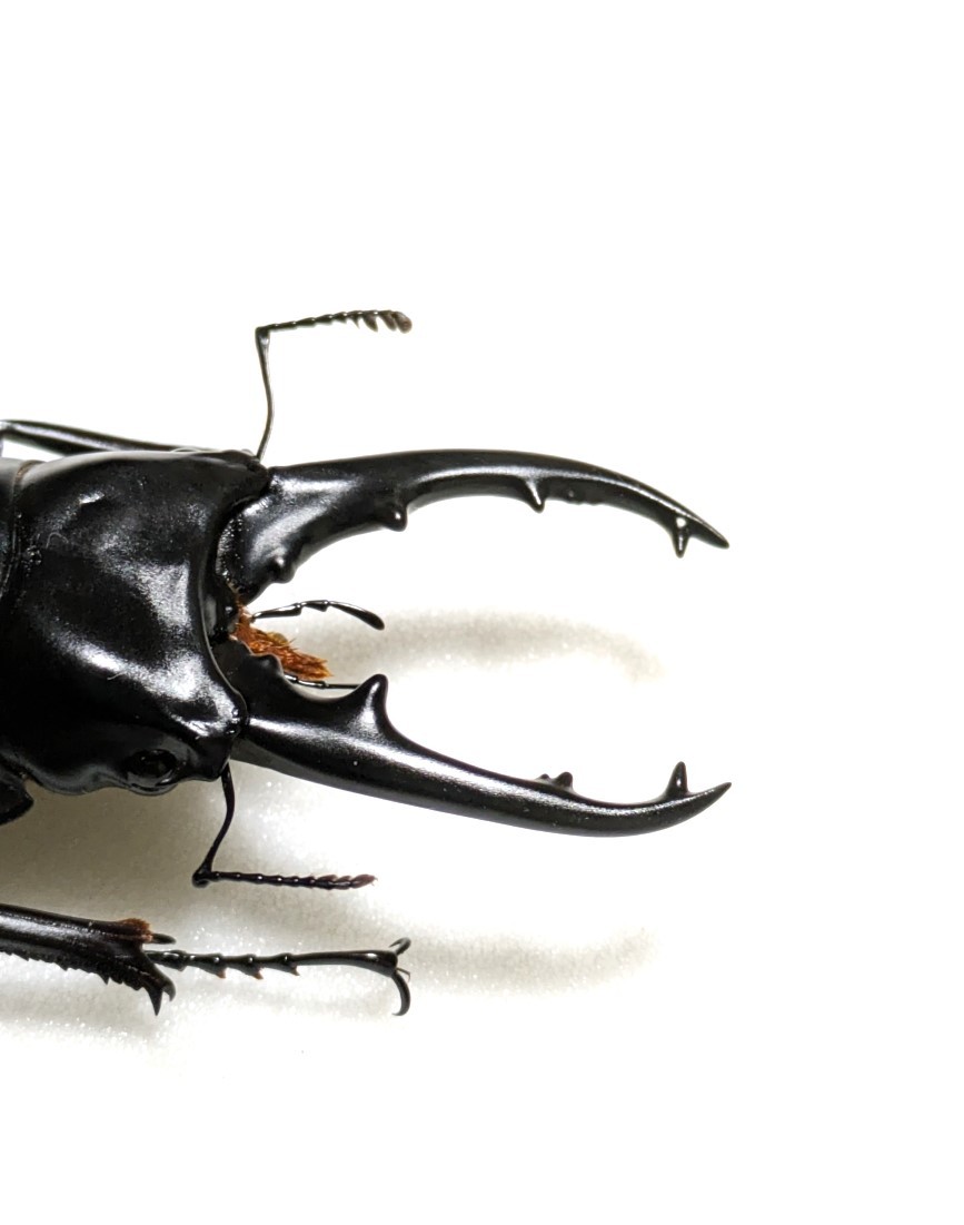 標本・展足済】 大型 ラフェルトノコギリクワガタ ♂78mm(虫類