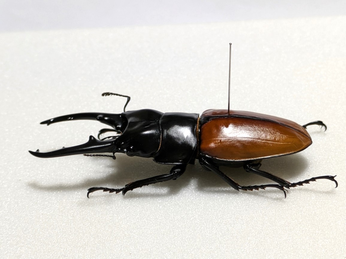標本・展足済】 大型 ラフェルトノコギリクワガタ ♂78mm(虫類