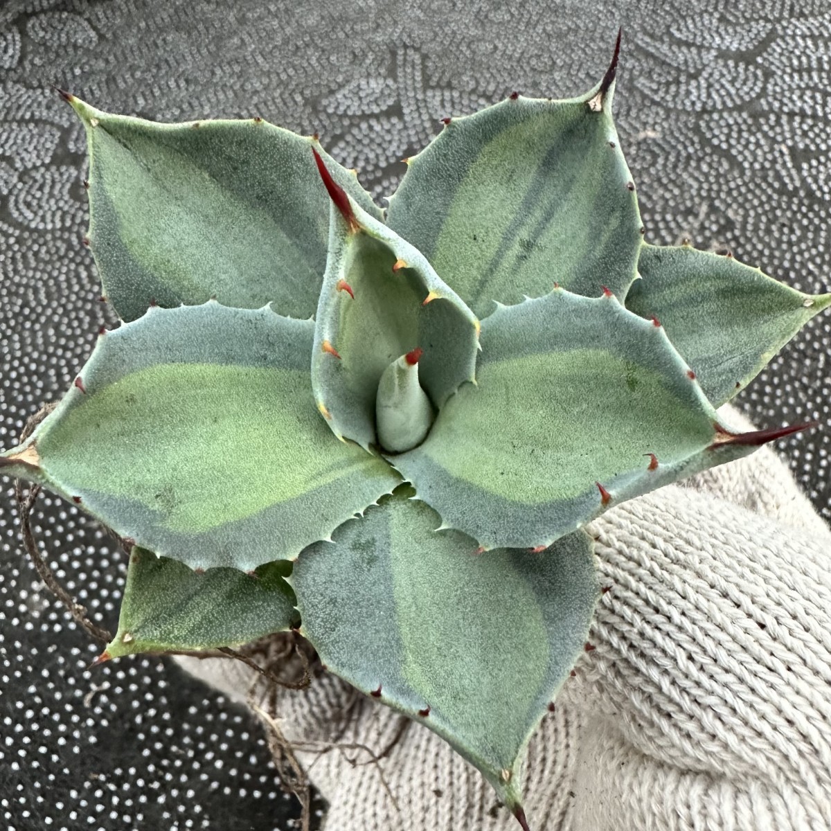 A33 吉祥天錦 斑入り 多肉植物 アガベ パリー ホーチエンシス アガベ