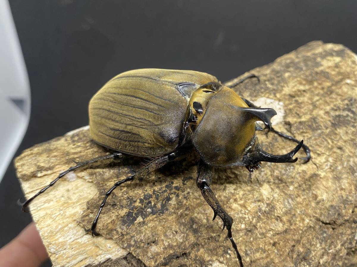 即ブリ アヌビスゾウカブト　♂単66.5mm ブラジルサンタカタリーナ