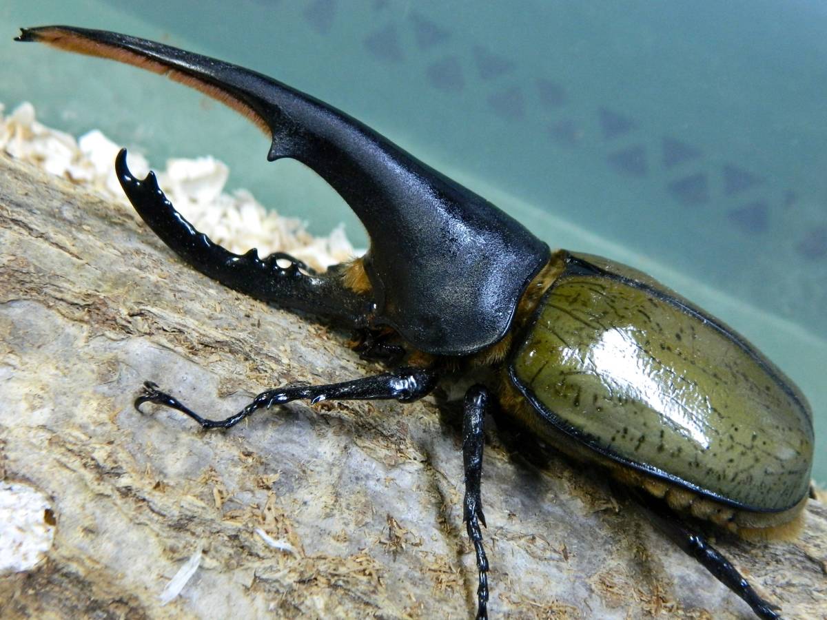 ◆ DH・ヘラクレス ♂２（132㎜・140㎜）♀３（63㎜・64㎜・66㎜）+グラントシロカブト（♂60㎜） ６頭セット（難有り品含む）