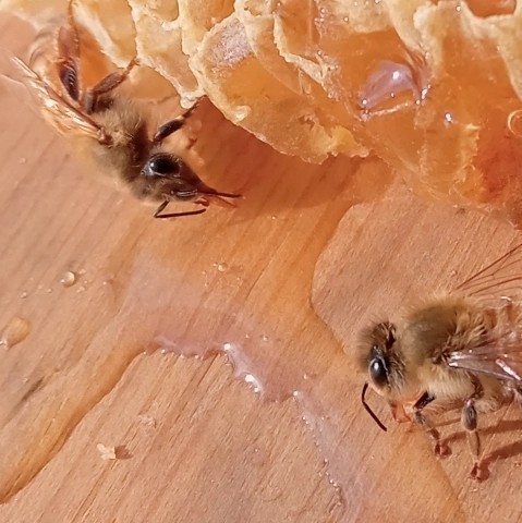 蜂蜜 はちみつ 国産 純粋 夏蜜 300g2本 栗蜜 食品 1.2kg 春蜜 300g ハチミツ 非加熱 G71129362 ハニー L76545057