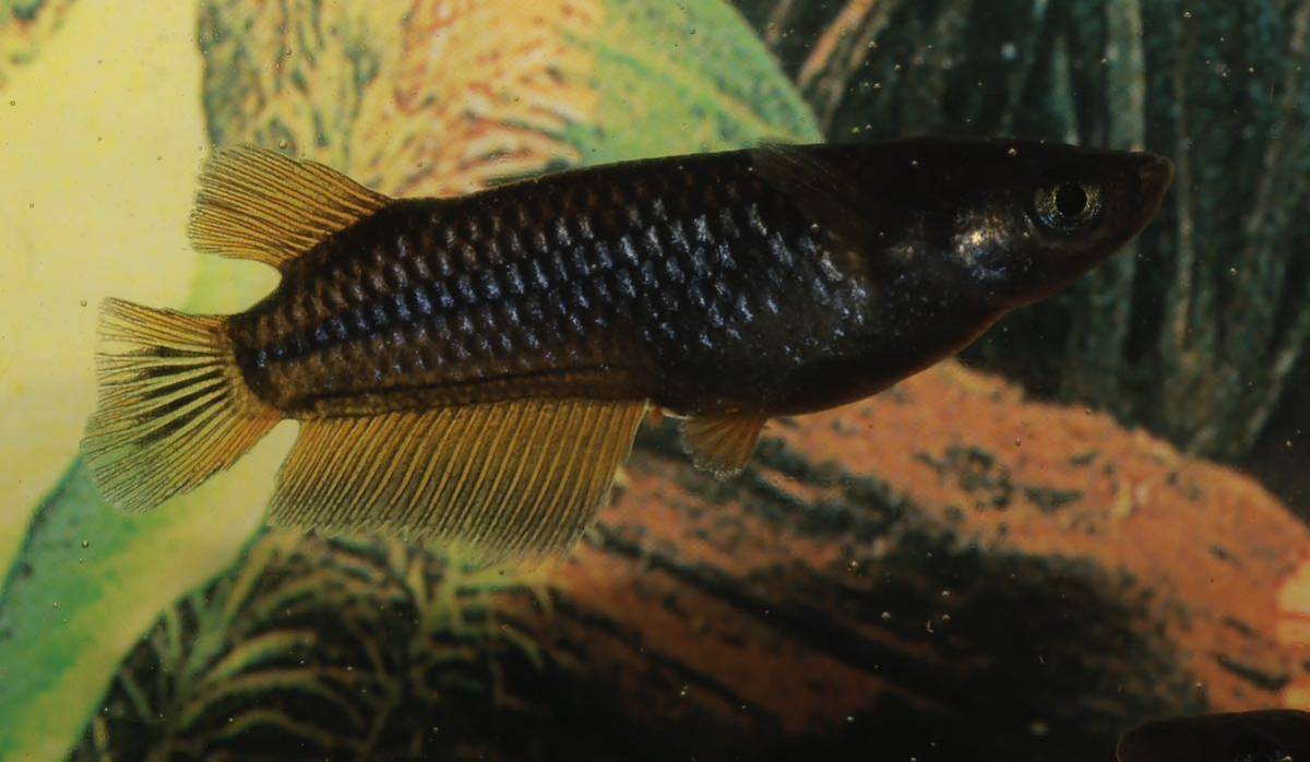 【Aquaメダカ】ミッドナイトフリル（漆黒）×令和ブラックダイヤ系ワイドフィン　1ペア②検索　ミッドナイトフリル漆黒　