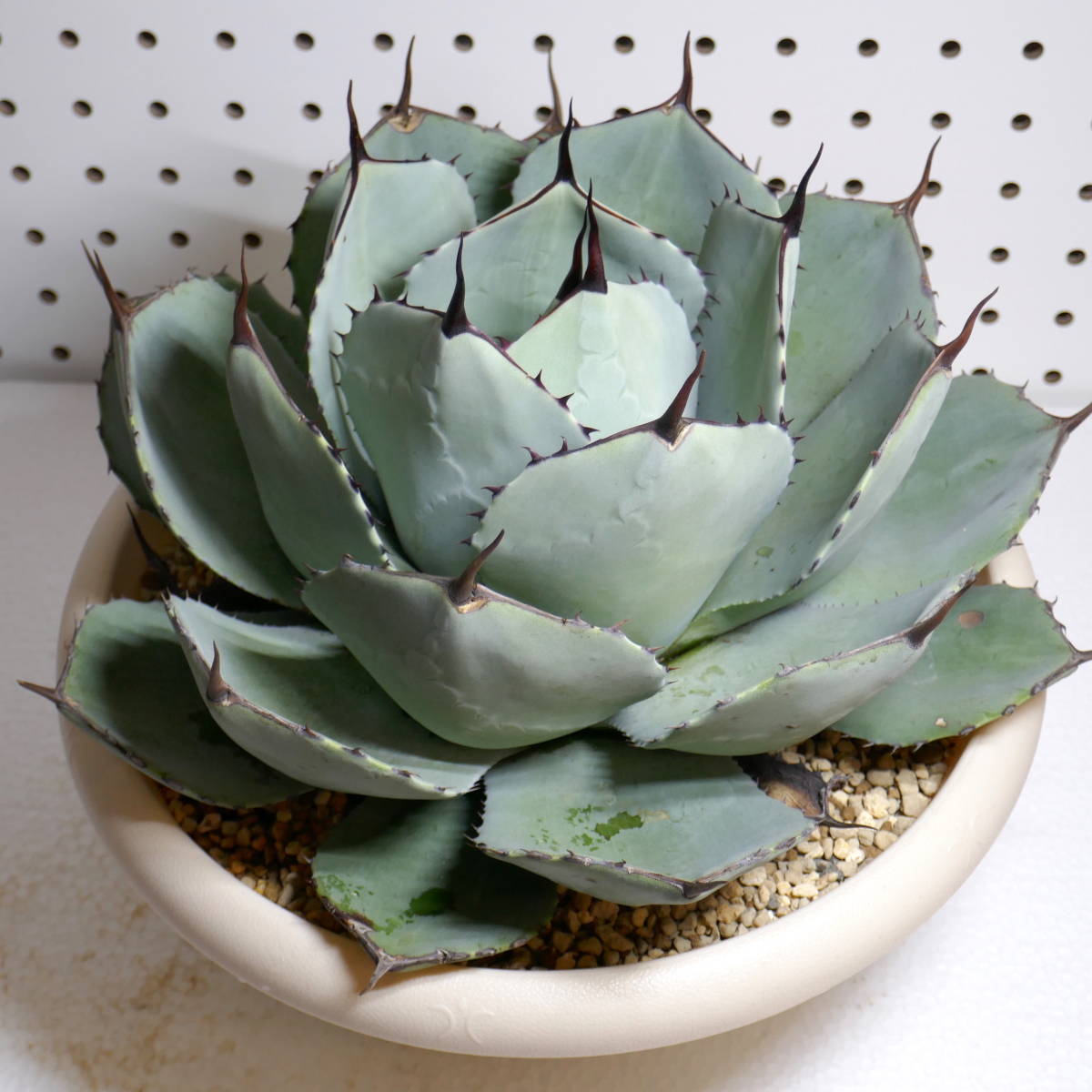 2308-08【特選 大株 US輸入株 】 Agave parryi var. truncata アガベ