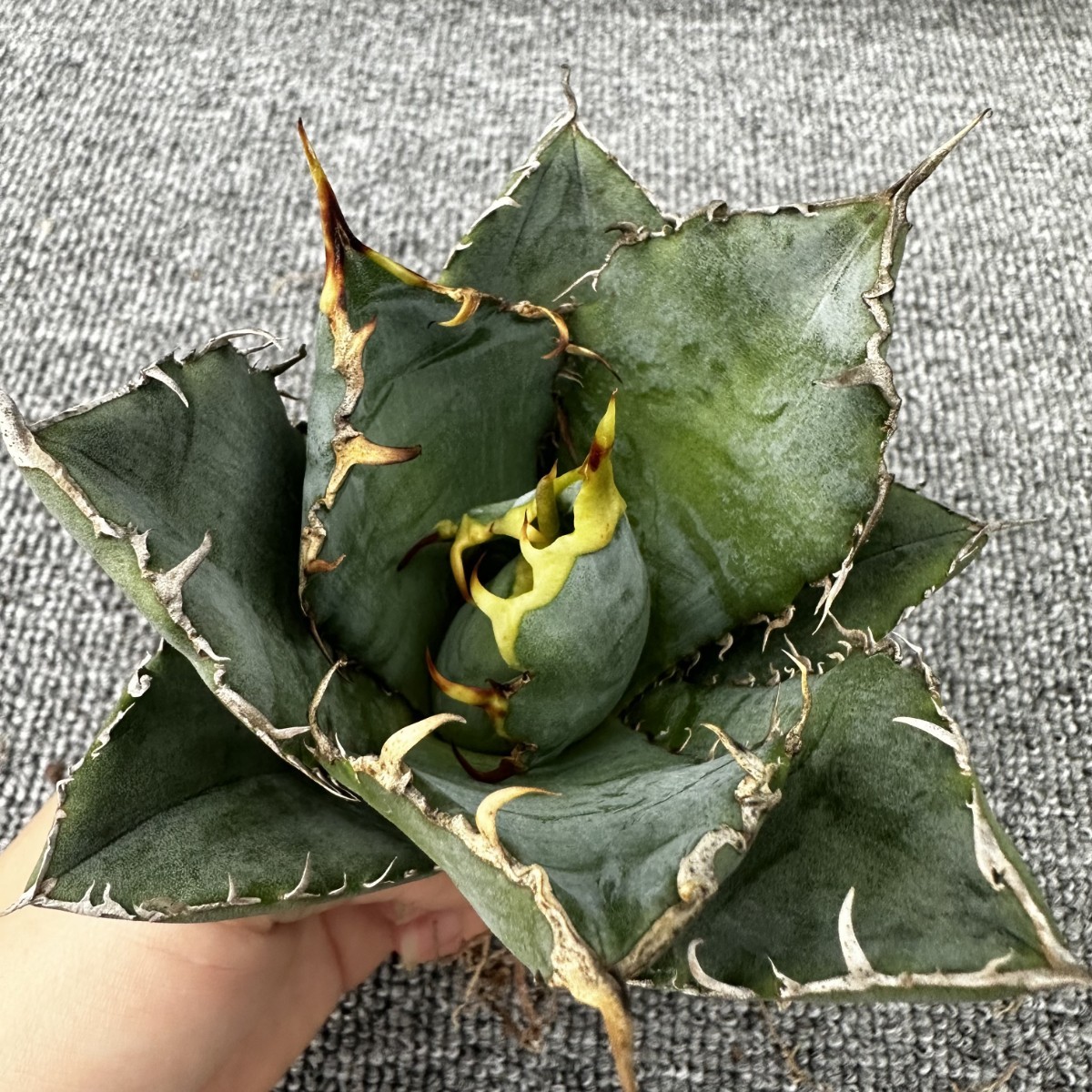 D15 厳選アガベチタノタ牡丹葉 白鯨 強棘 極上美株 発根済み