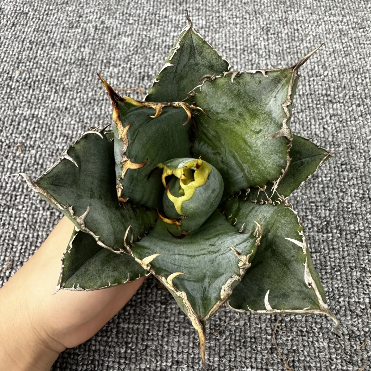 D15 厳選アガベチタノタ牡丹葉 白鯨 強棘 極上美株 発根済み