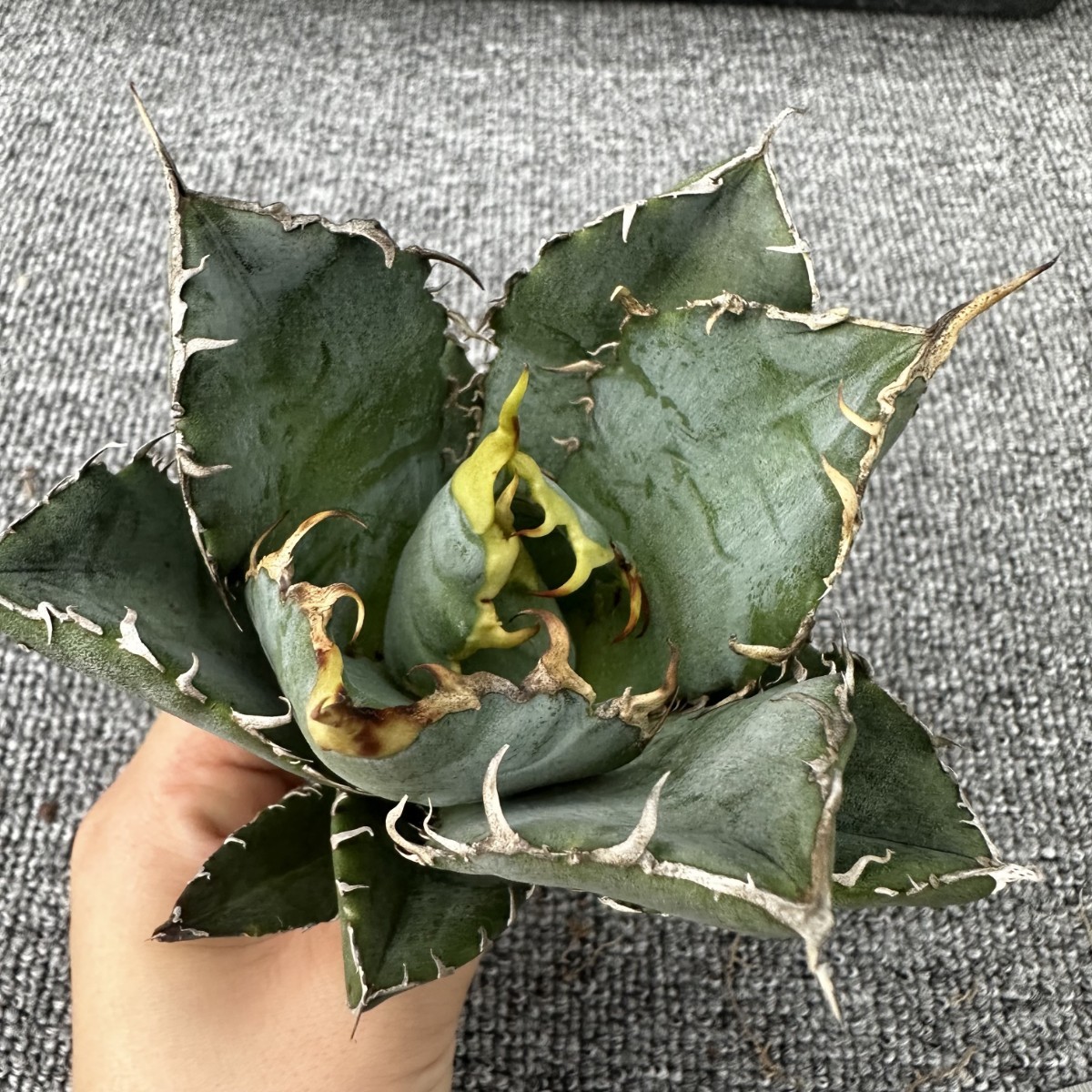 D15 厳選アガベチタノタ牡丹葉 白鯨 強棘 極上美株 発根済み