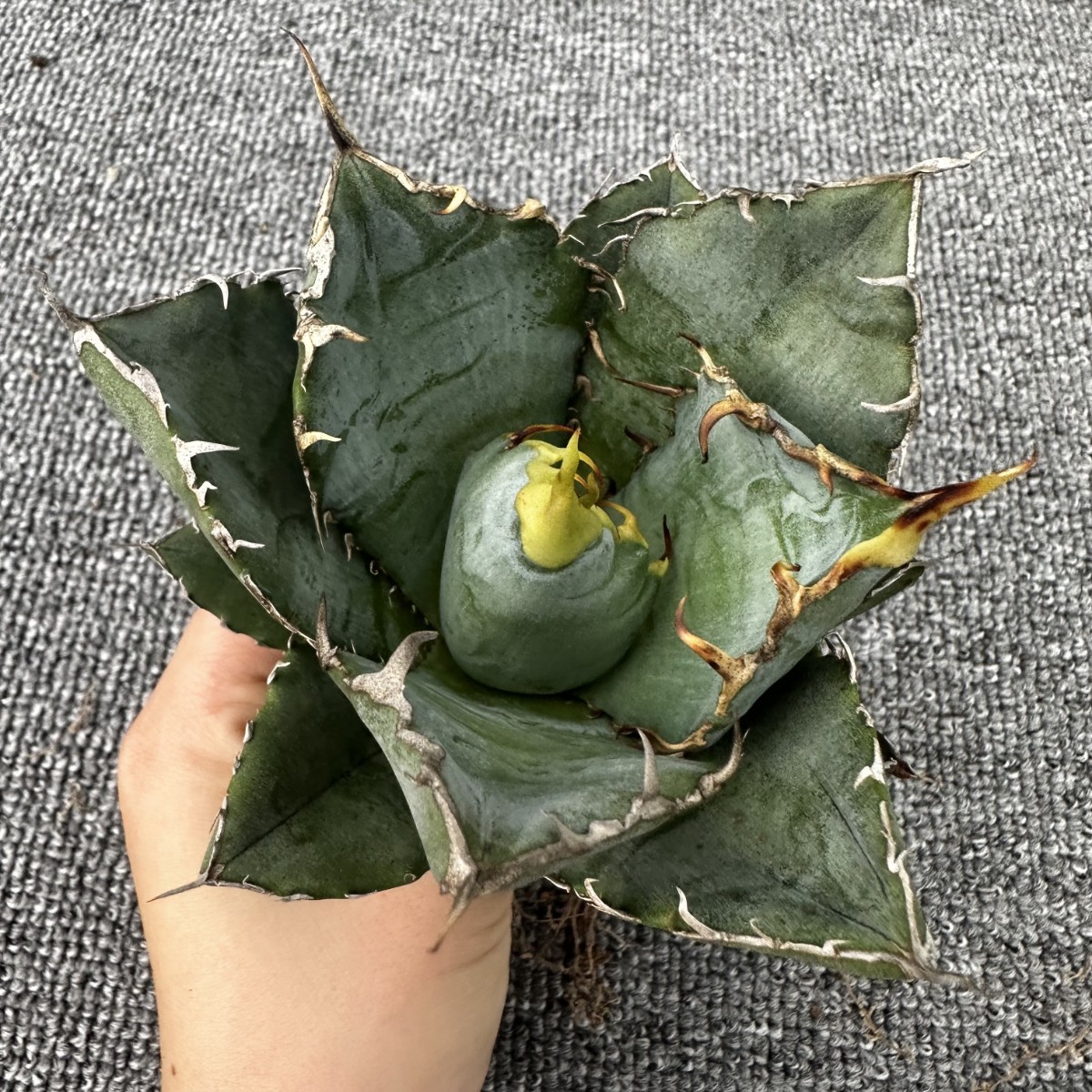 D15 厳選アガベチタノタ牡丹葉 白鯨 強棘 極上美株 発根済み