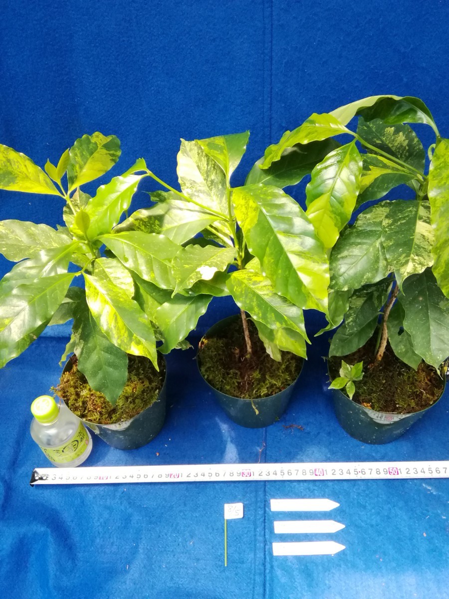 NO.0805 斑入り 古典 斑入りコーヒーの木 アラビカ種 大 3ヶセット