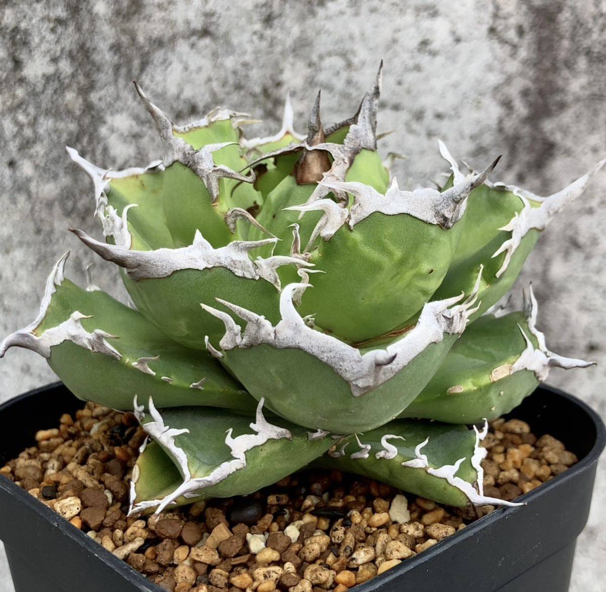 オテロイ アガベ チタノタ | オアハカ Agave titanota 0 発根済 Oaxaca