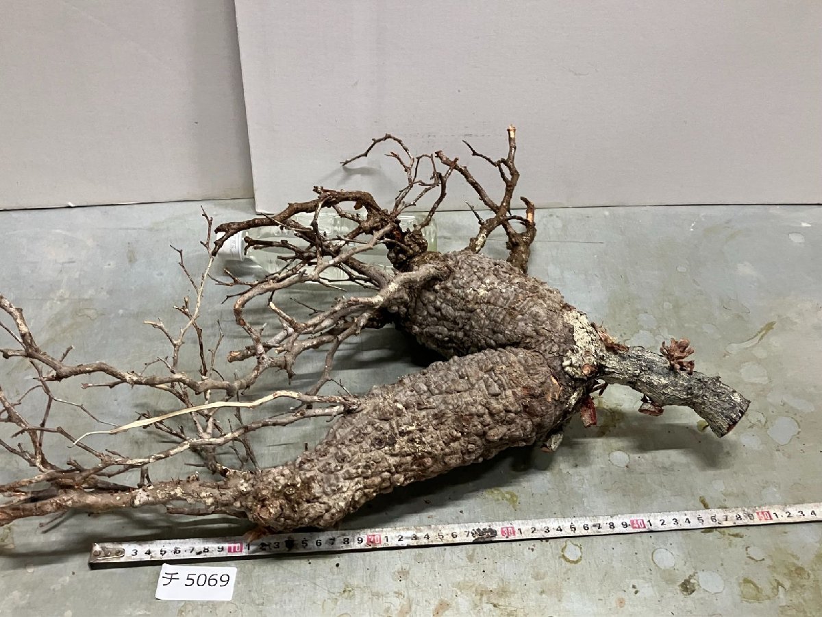 パキプス | 塊根植物 オペルクリカリア 発根管理中塊根植物・現地株 